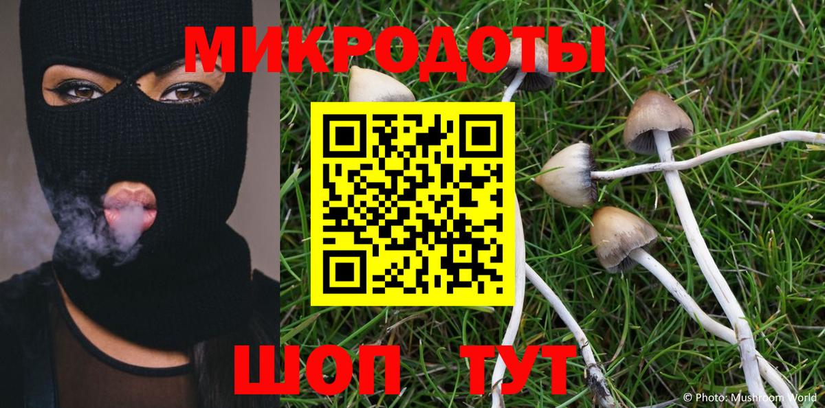 Галлюциногенные грибы Psilocybe Будённовск